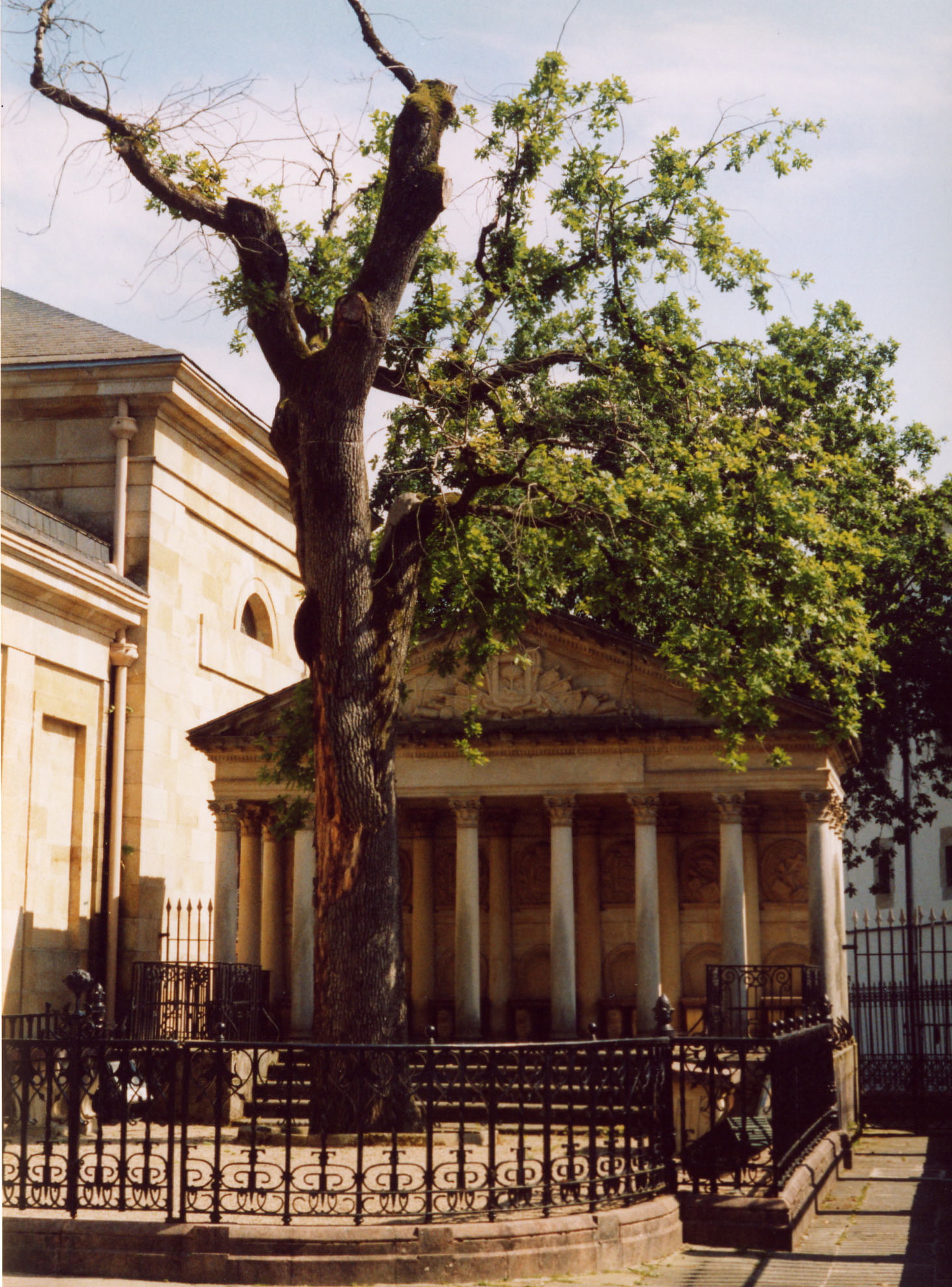 Дерево Герники (фото 2003 г)