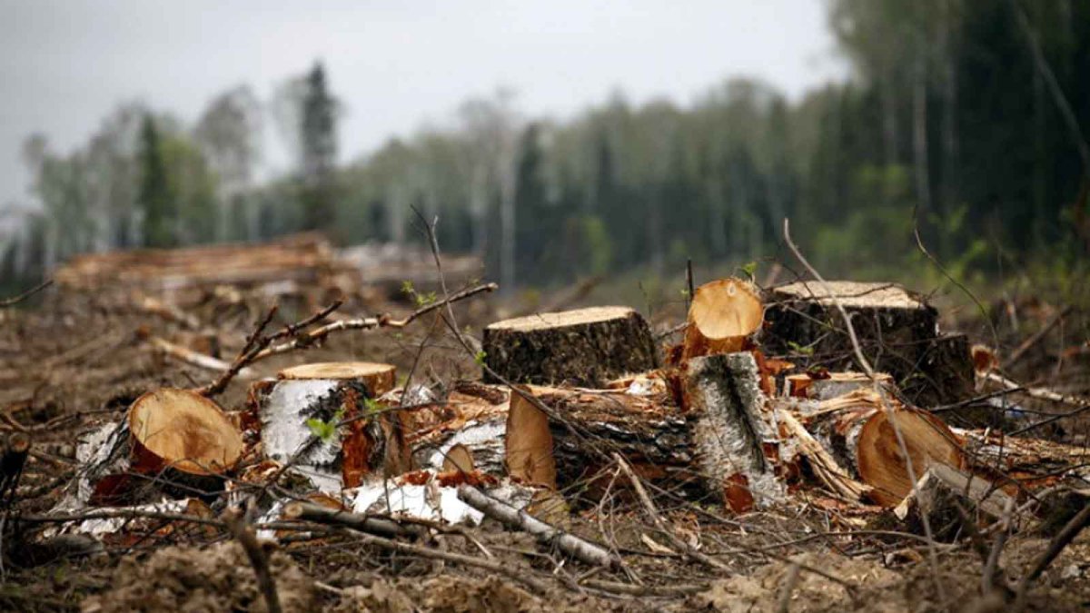 Развал лесного хозяйства