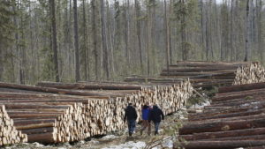 Employees walk past Angara pine and larch logs at felling site of Boguchansky wood processing plant in Taiga forest in Krasnoyarsk region