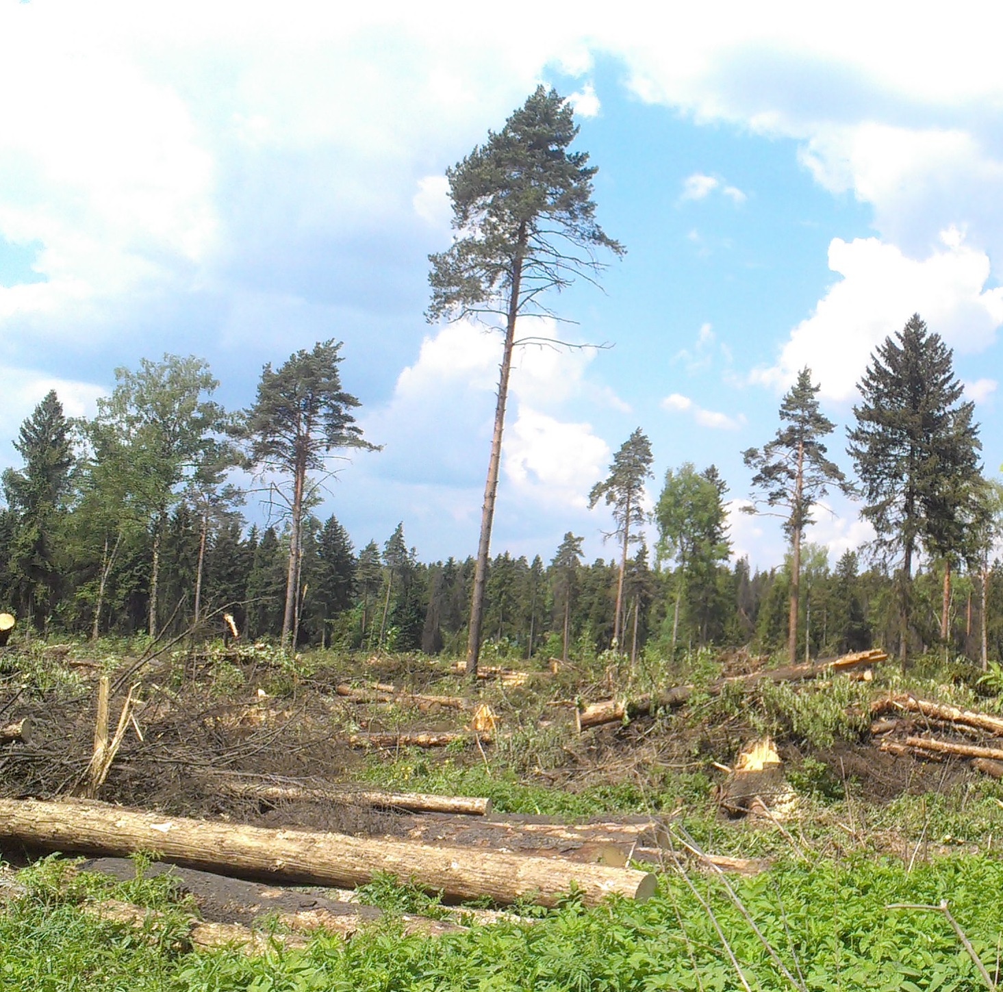 Депутатский запрос по массовой вырубке леса