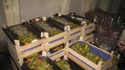 Уничтожено 203 кг польских груш