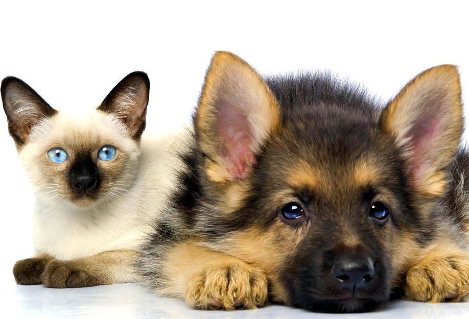 В России введут платную регистрацию домашних кошек и собак