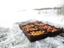 Яблоки из Польши уничтожили