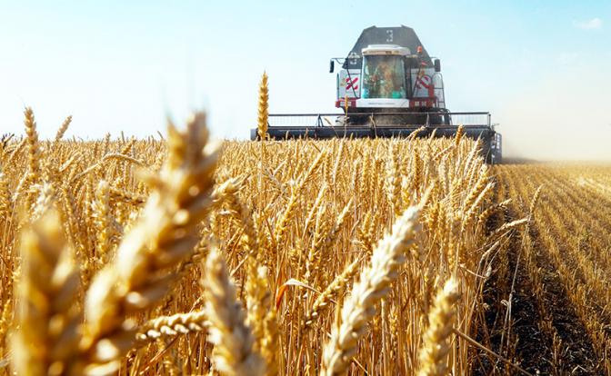 Цены на зерно ставят рекорды, а россияне боятся остаться без хлеба
