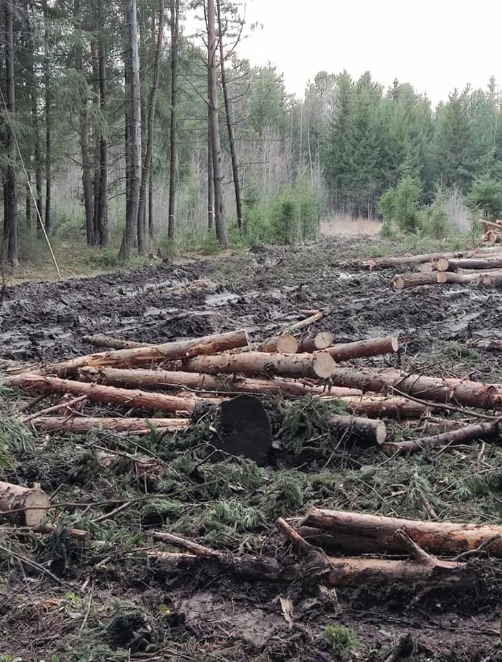 Теперь лес рубят под прикрытием ухода за ним?