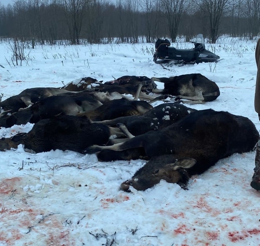 Мажоры из Москвы развлекались убийством лосей в Тутаевском районе