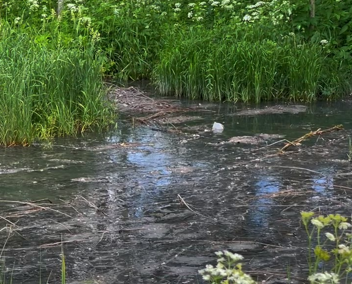 Экологическая тревога: лес в рабочем посёлке Бурмакино Некрасовского района затапливает канализационными стоками